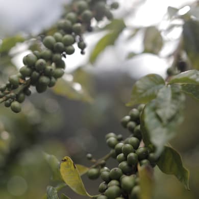 Macadamia - Macadamia integrifolia