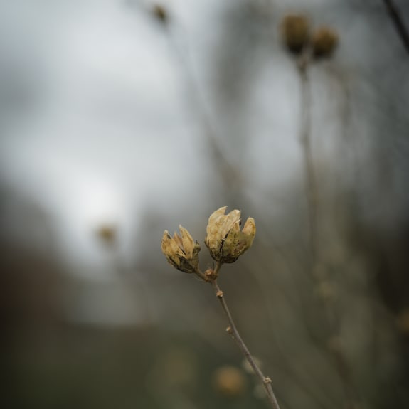 Knospe, Blume, Pflanze, Sprossen
