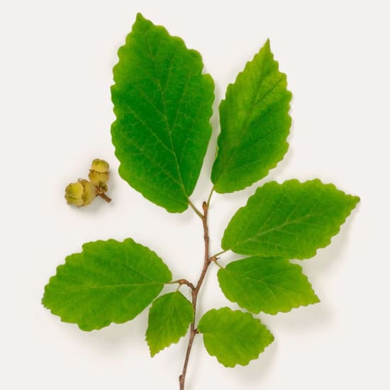 Zaubernuss (Hamamelis) mit grünen Blättern und Samenkapseln