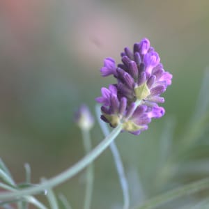 Lavender - Lavandula angustifolia Mill.