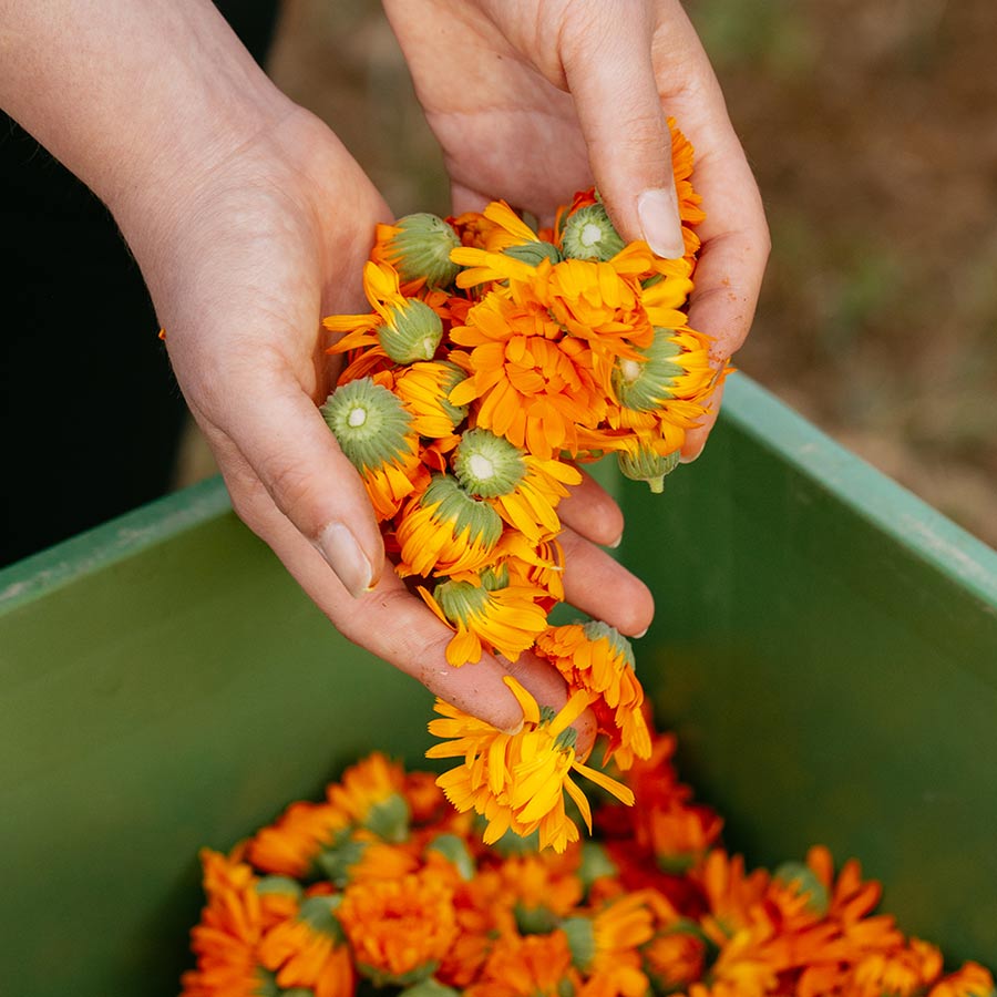Calendula Ernte - Hände Calendula Ernte - Hände