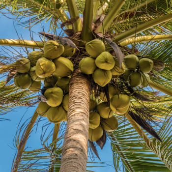 Kokospalme - Cocos nucifera L.
