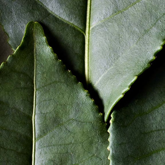 Tea - Camellia sinensis