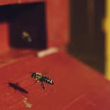 Bee, Wasp, Apidae, Bumblebee, Honey Bee