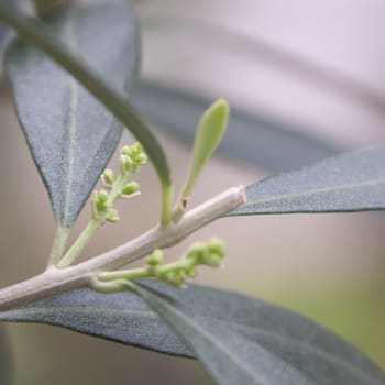 Olivenbaum - Olea europaea L.