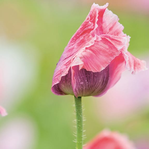 Flower, Plant, Petal, Outdoors, Spring