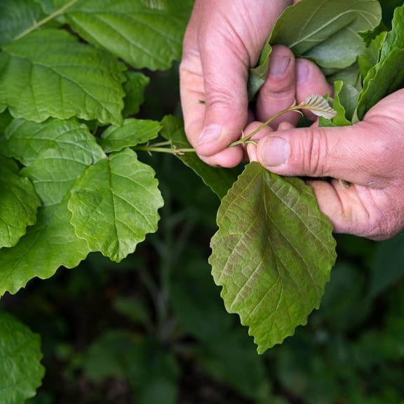 Witch hazel harvest – hands