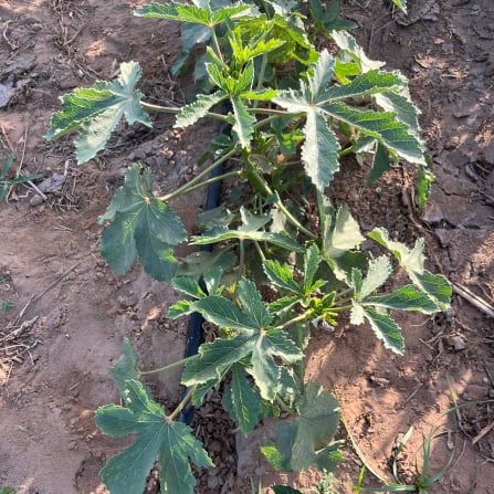 Blatt, Pflanze, Boden, Nahrung, Produzieren