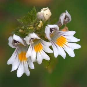 Augentrost - Euphrasia officinalis