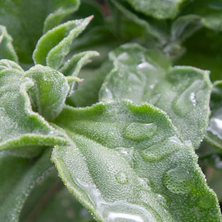 Blatt, Pflanze, Eis, Kräuter