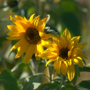 Sonnenblume - Helianthus annuus L.