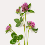 Purple, Flower, Plant, Petal, Grass, Leaf, Plant, Dahlia, Flower, Petal