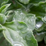 Leaf, Plant, Ice, Herbs, Herbal