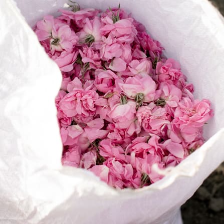 Blume, Blütenblatt, Blumen-Arrangement, Blumenstrauß, Nelke
