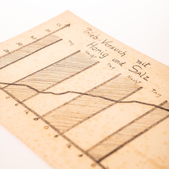 Hand-drawn chart 'Trieb-Versuch mit Honig und Salz' on aged paper