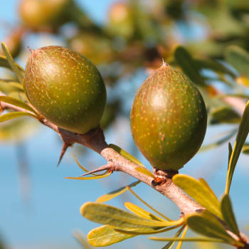 Arganbaum - argania-spinosa