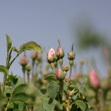 Knospe, Blume, Rose, Acanthaceae, Geranie