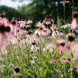 Gänseblümchen, Blume, Pflanze, Blütenblatt