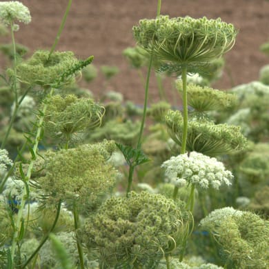 Carrot - Daucus carota L.