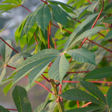 Cassava - Manihot esculenta Crantz