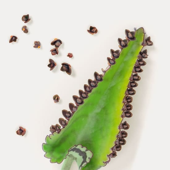 Brutblatt (Kalanchoe daigremontiana) mit braunen Brutpflänzchen am Blattrand