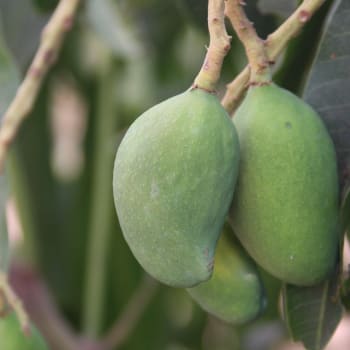 Mango - Mangifera indica L.