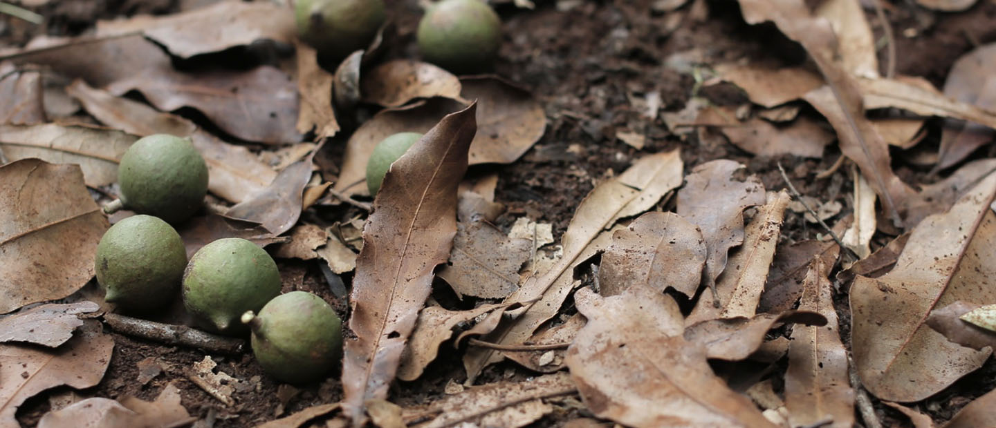 Food, Nut, Produce, Grain, Seed