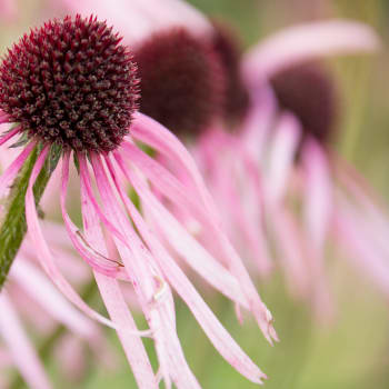 Sonnenhut - Echinacea pallida