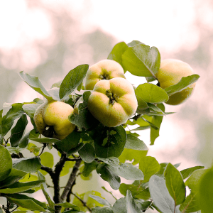 Quince - Cydonia oblonga