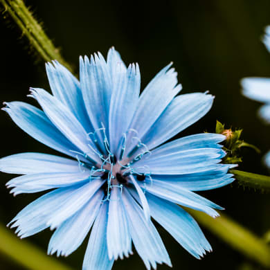 Wegwarte - Cichorium intybus L.