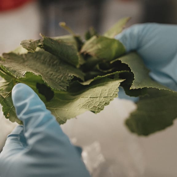 Leaf, Plant, Clothing, Glove