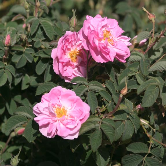 Blume, Geranie, Blütenstaub, Rose, Blütenblatt