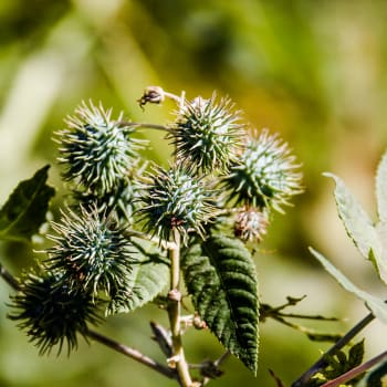 Rizinus - Ricinus communis L.
