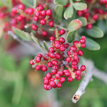 Mastixstrauch - Pistacia lentiscus