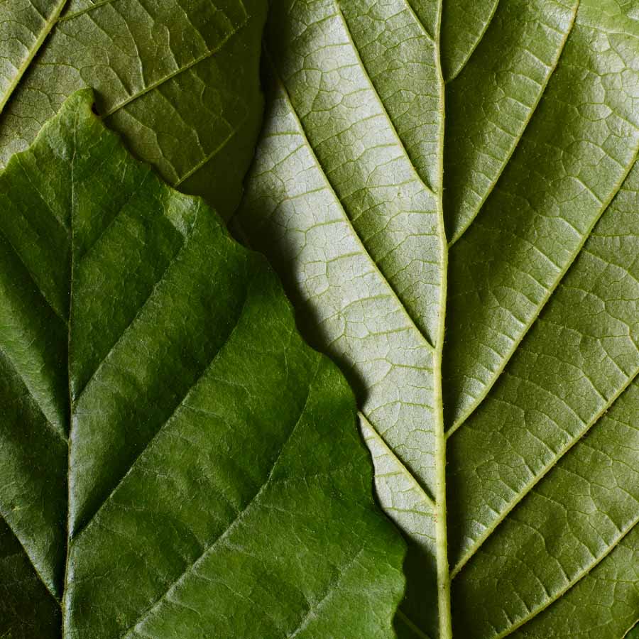 Witch Hazel - Hamamelis virginiana Witch Hazel - Hamamelis virginiana