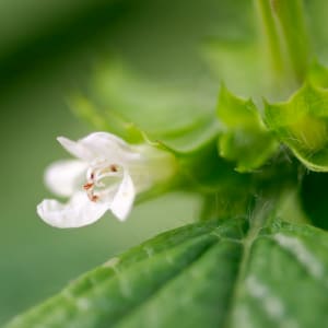 Melisse - Melissa officinalis L.