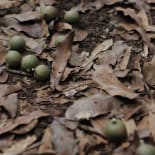 Food, Nut, Produce, Grain, Seed