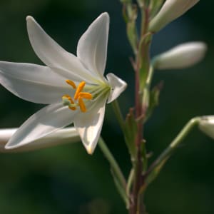 Madonna Lily - Lilium candidum L.