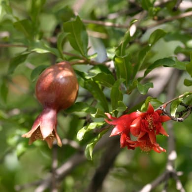Granatapfel - Punica granatum L.