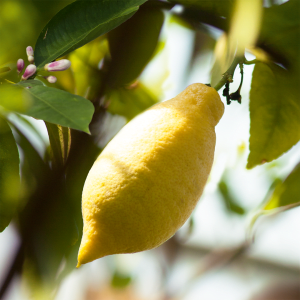Lemon - Citrus limon L.