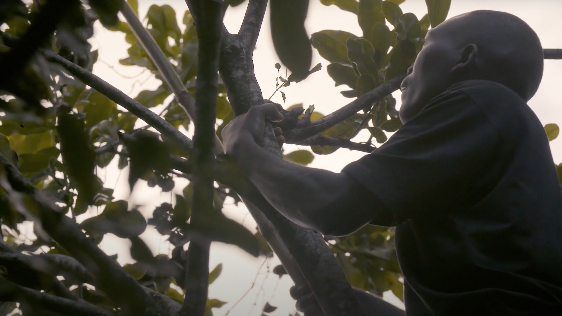 Person harvesting macadamia nuts from a tree, sustainable sourcing