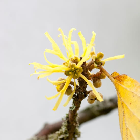Zaubernuss (Hamamelis) mit gelben, bandförmigen Blüten in Nahaufnahme