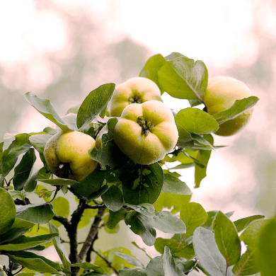 Quince - Cydonia oblonga