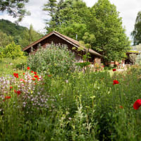 Cottage, Housing, Shelter, Vegetation, Garden