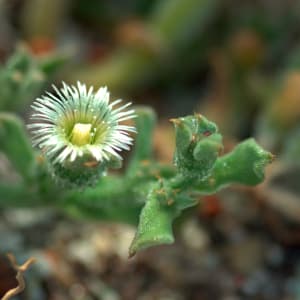 Ice Plant - Mesembryanthemum crystallinum L.