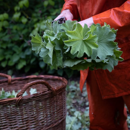 Frauenmantel (Alchemilla mollis) mit grünen Blättern über Korb