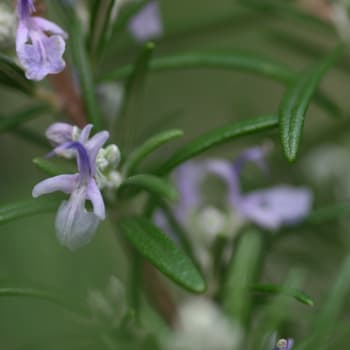 Rosmarin - Rosmarinus officinalis L.