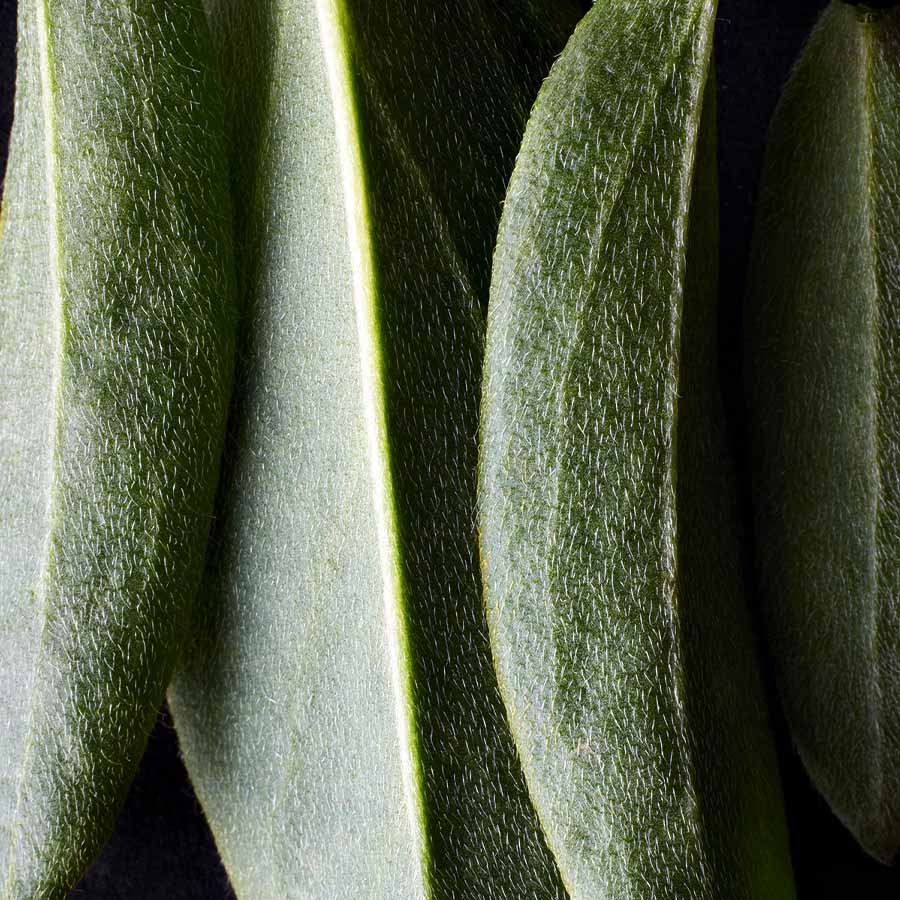 Kidney Vetch - Anthyllis vulneraria Kidney Vetch - Anthyllis vulneraria