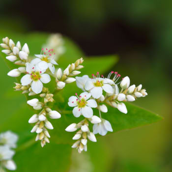 Buchweizen - Polygonum fagopyrum L.