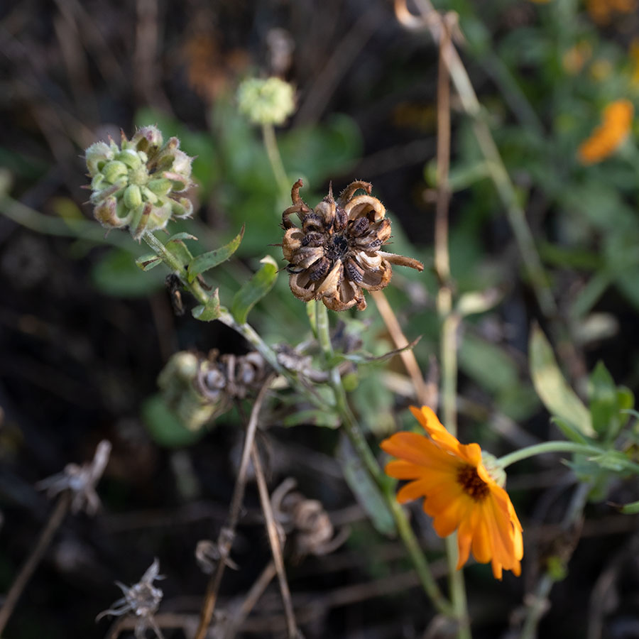 Gänseblümchen, Blume, Blütenblatt, Knospe, Anemone
